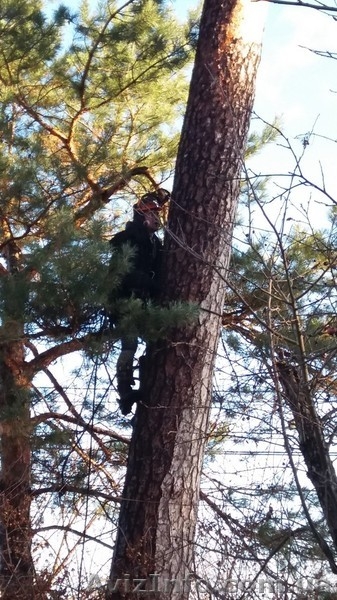 Спил деревьев, спилить, спиливание, валка, снос зданий - <ro>Изображение</ro><ru>Изображение</ru> #3, <ru>Объявление</ru> #1536226