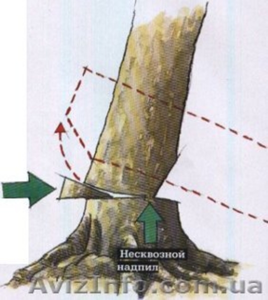 Спил деревьев, спилить, спиливание, валка, снос зданий - <ro>Изображение</ro><ru>Изображение</ru> #5, <ru>Объявление</ru> #1536226