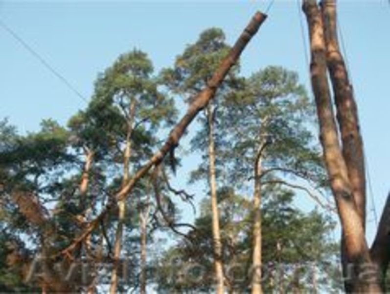 Спил деревьев, спилить, спиливание, валка, снос зданий - <ro>Изображение</ro><ru>Изображение</ru> #7, <ru>Объявление</ru> #1536226