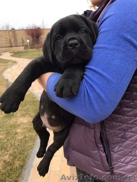 Кане Корсо - Клубные щенки чёрного и тигрового окраса - <ro>Изображение</ro><ru>Изображение</ru> #1, <ru>Объявление</ru> #1547383