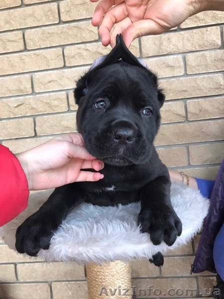 Кане Корсо - Клубные щенки чёрного и тигрового окраса - <ro>Изображение</ro><ru>Изображение</ru> #3, <ru>Объявление</ru> #1547383