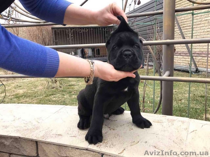 Кане Корсо - Клубные щенки чёрного и тигрового окраса - <ro>Изображение</ro><ru>Изображение</ru> #4, <ru>Объявление</ru> #1547383