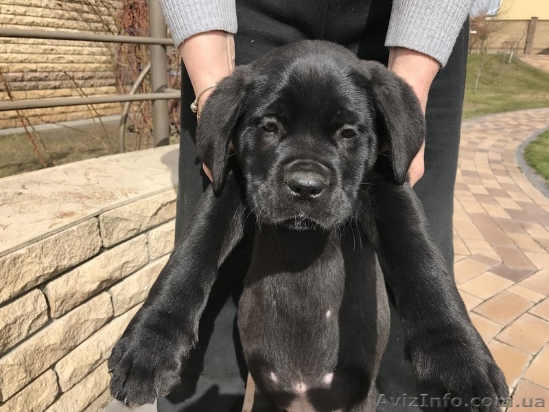 Кане Корсо - Клубные щенки чёрного и тигрового окраса - <ro>Изображение</ro><ru>Изображение</ru> #7, <ru>Объявление</ru> #1547383