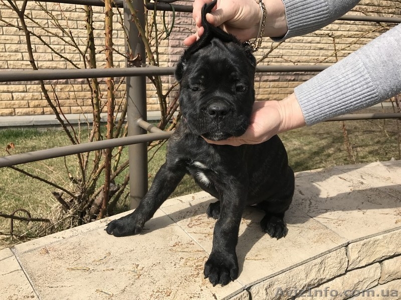 Кане Корсо - Клубные щенки чёрного и тигрового окраса - <ro>Изображение</ro><ru>Изображение</ru> #8, <ru>Объявление</ru> #1547383