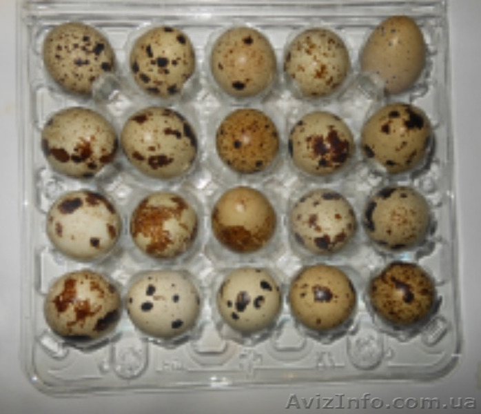Продам перепелиные яйца (опт, розница) - <ro>Изображение</ro><ru>Изображение</ru> #2, <ru>Объявление</ru> #1542999