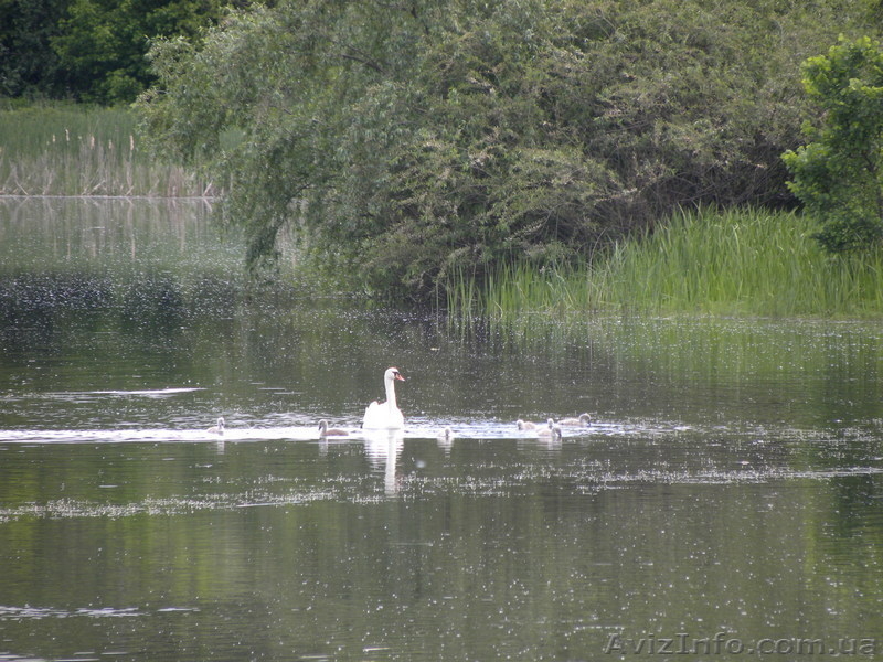Продается участок Рокитнянский, р-н Запрудье под застройку - <ro>Изображение</ro><ru>Изображение</ru> #3, <ru>Объявление</ru> #1544748