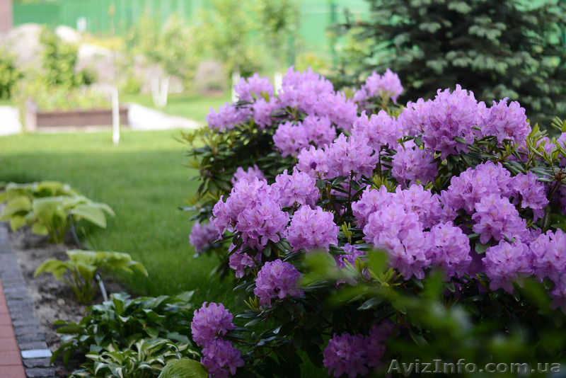 Уход за садом, озеленение, услуги садовника, посадка и обрезка деревьев - <ro>Изображение</ro><ru>Изображение</ru> #1, <ru>Объявление</ru> #1546524