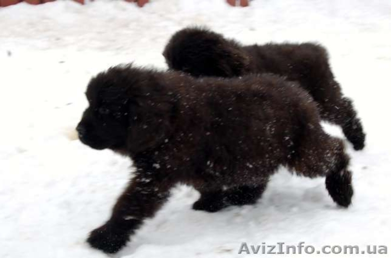 Щенки Ньюфаундленд - <ro>Изображение</ro><ru>Изображение</ru> #3, <ru>Объявление</ru> #1538938