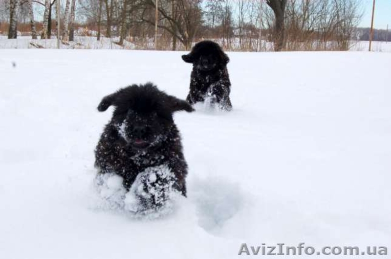 Щенки Ньюфаундленд - <ro>Изображение</ro><ru>Изображение</ru> #4, <ru>Объявление</ru> #1538938