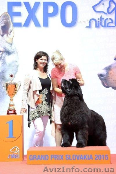 Щенки Ньюфаундленд - <ro>Изображение</ro><ru>Изображение</ru> #5, <ru>Объявление</ru> #1538938