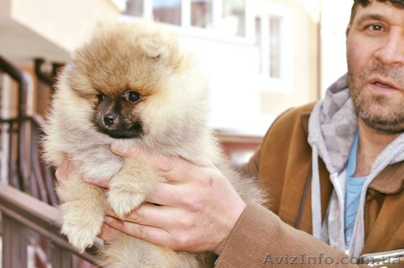 Щенок шпиц померанский - <ro>Изображение</ro><ru>Изображение</ru> #1, <ru>Объявление</ru> #1548442