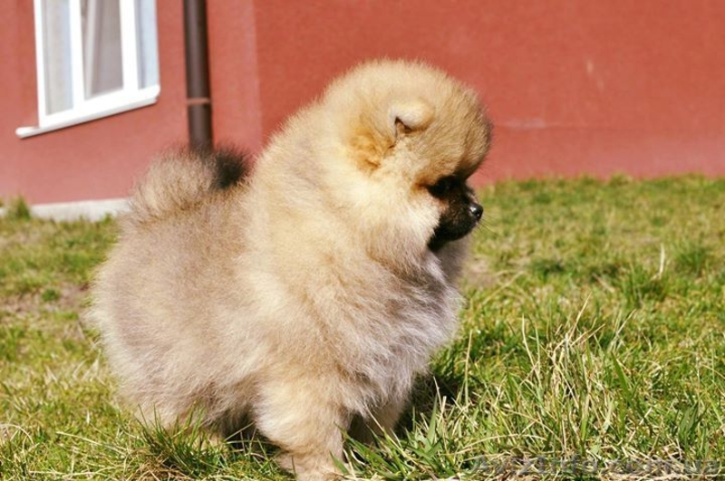 Щенок шпиц померанский - <ro>Изображение</ro><ru>Изображение</ru> #2, <ru>Объявление</ru> #1548442