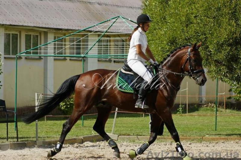Продажа лошади.Спокойный и уравновешенный.  - <ro>Изображение</ro><ru>Изображение</ru> #1, <ru>Объявление</ru> #1549205