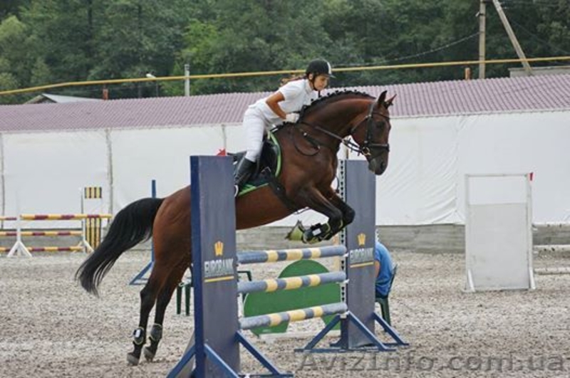 Продажа лошади.Спокойный и уравновешенный.  - <ro>Изображение</ro><ru>Изображение</ru> #3, <ru>Объявление</ru> #1549205