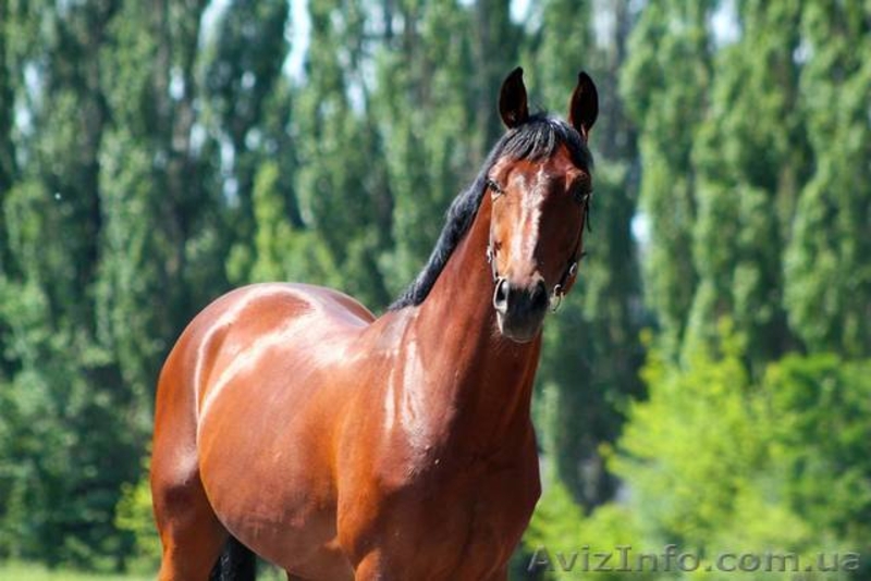 Продажа лошади.Спокойный и уравновешенный.  - <ro>Изображение</ro><ru>Изображение</ru> #5, <ru>Объявление</ru> #1549205