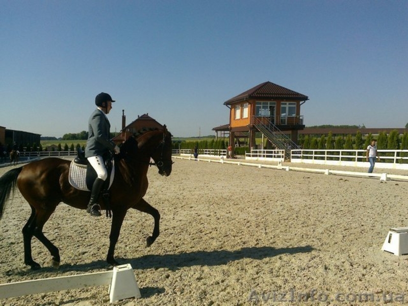 Продажа лошади.Спокойный и уравновешенный.  - <ro>Изображение</ro><ru>Изображение</ru> #6, <ru>Объявление</ru> #1549205