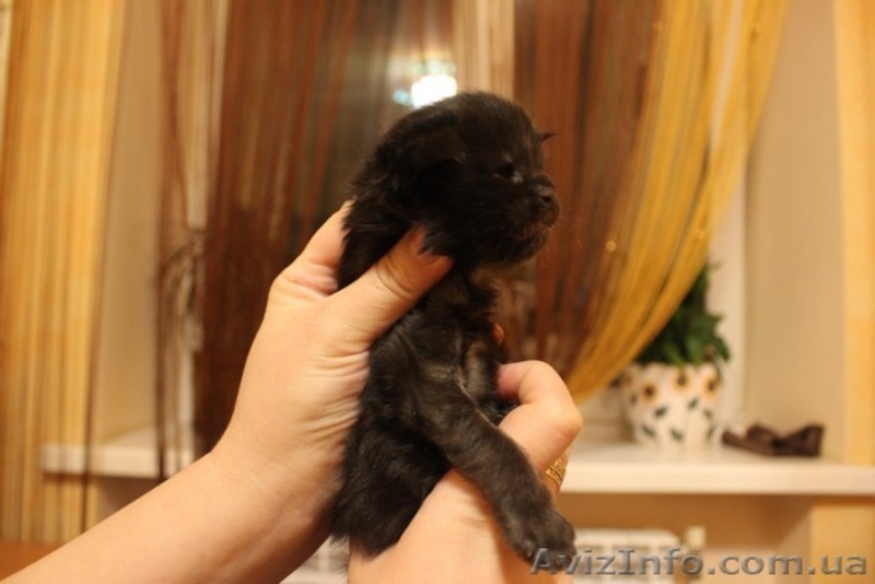 Шикарные, крупные, солидные мейн-куны ШОУ КЛАССА от титулованных родителей. - <ro>Изображение</ro><ru>Изображение</ru> #3, <ru>Объявление</ru> #1551492