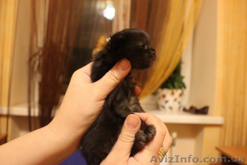 Шикарные, крупные, солидные мейн-куны ШОУ КЛАССА от титулованных родителей. - <ro>Изображение</ro><ru>Изображение</ru> #4, <ru>Объявление</ru> #1551492