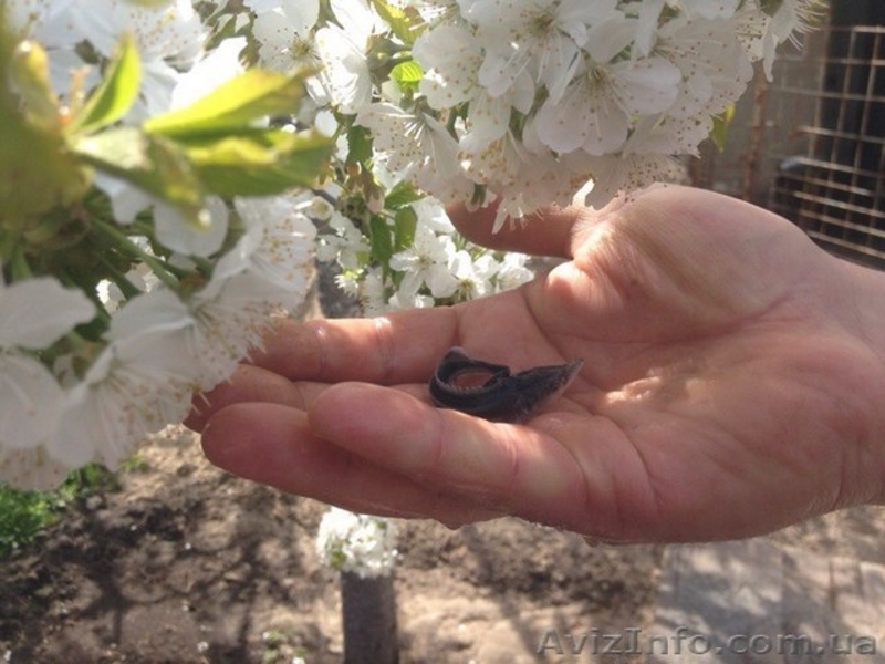 Продажа малька осетровых - <ro>Изображение</ro><ru>Изображение</ru> #4, <ru>Объявление</ru> #1555238