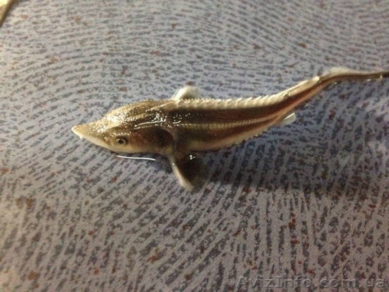 Продажа малька осетровых - <ro>Изображение</ro><ru>Изображение</ru> #6, <ru>Объявление</ru> #1555238