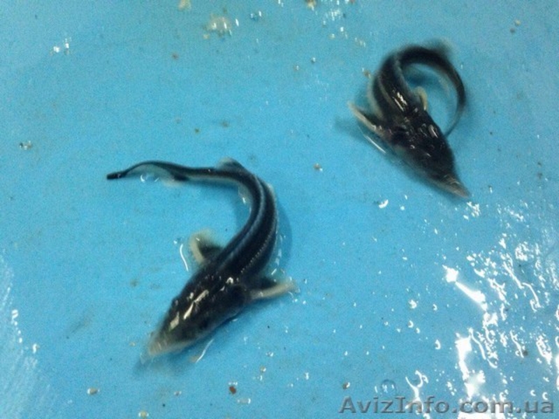 Продажа малька осетровых - <ro>Изображение</ro><ru>Изображение</ru> #7, <ru>Объявление</ru> #1555238