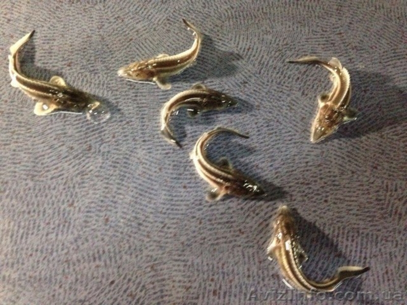 Продажа малька осетровых - <ro>Изображение</ro><ru>Изображение</ru> #8, <ru>Объявление</ru> #1555238