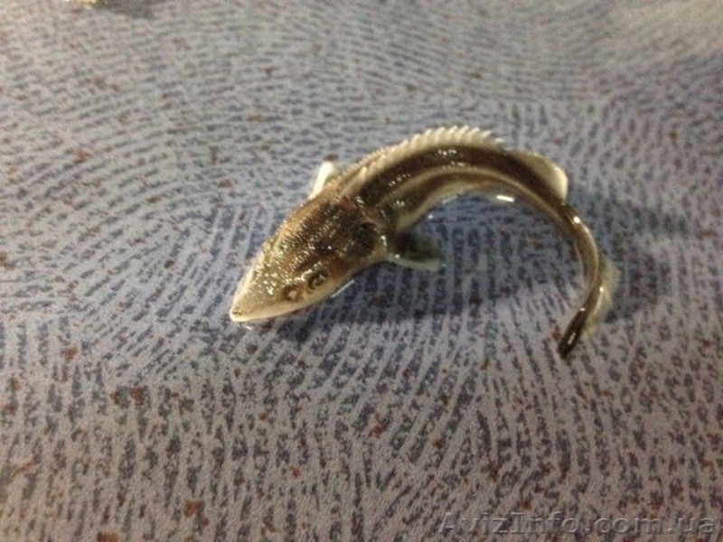 Продажа малька осетровых - <ro>Изображение</ro><ru>Изображение</ru> #3, <ru>Объявление</ru> #1555238