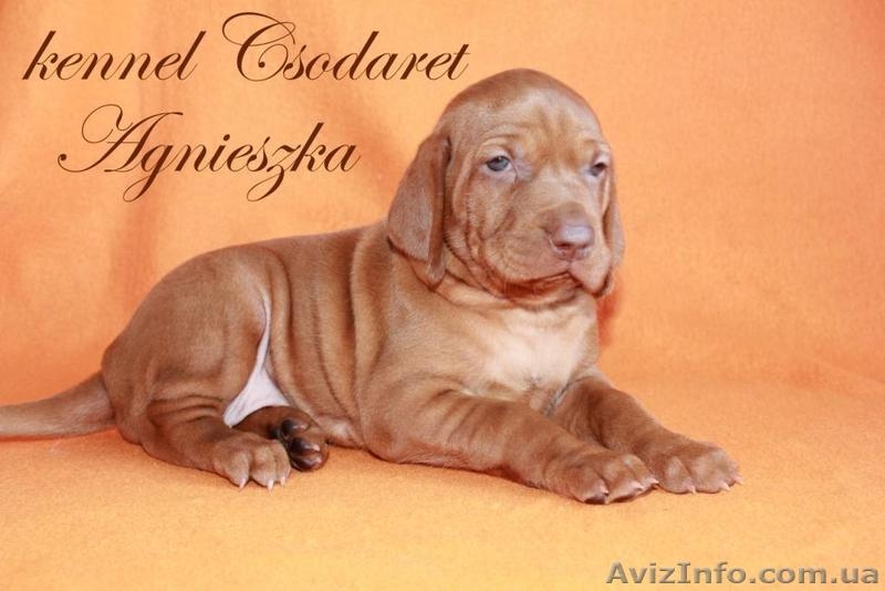 щенки венгерской легавой выжлы - <ro>Изображение</ro><ru>Изображение</ru> #1, <ru>Объявление</ru> #1551798