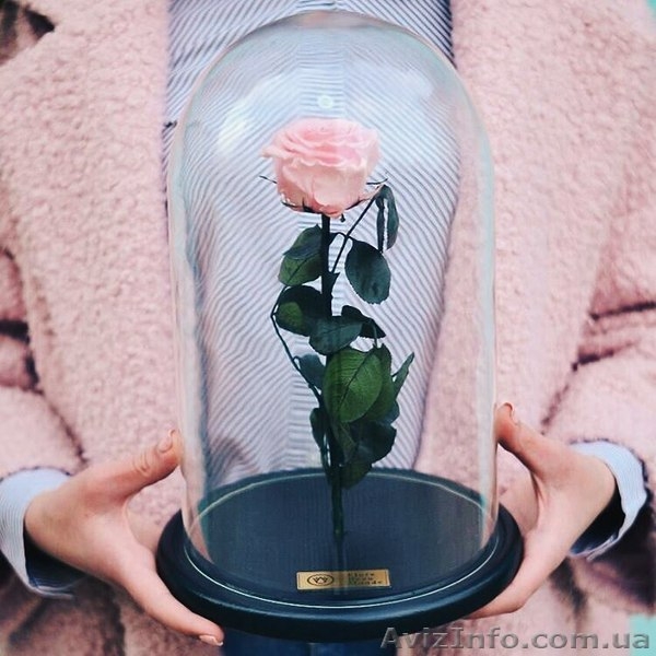 Роза под куполом - <ro>Изображение</ro><ru>Изображение</ru> #1, <ru>Объявление</ru> #1552426