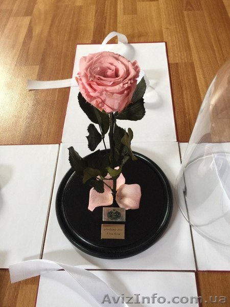 Роза под куполом - <ro>Изображение</ro><ru>Изображение</ru> #2, <ru>Объявление</ru> #1552426