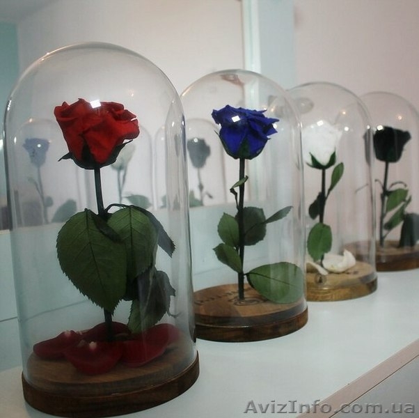 Роза под куполом - <ro>Изображение</ro><ru>Изображение</ru> #3, <ru>Объявление</ru> #1552426