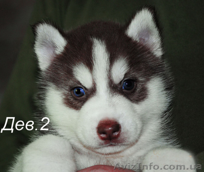 Сибирский хаски, щенки КСУ-FCI. - <ro>Изображение</ro><ru>Изображение</ru> #2, <ru>Объявление</ru> #1558047