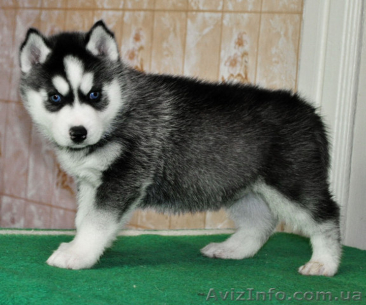 Сибирский хаски, щенки КСУ-FCI. - <ro>Изображение</ro><ru>Изображение</ru> #3, <ru>Объявление</ru> #1558047