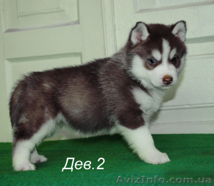 Сибирский хаски, щенки КСУ-FCI. - <ro>Изображение</ro><ru>Изображение</ru> #5, <ru>Объявление</ru> #1558047