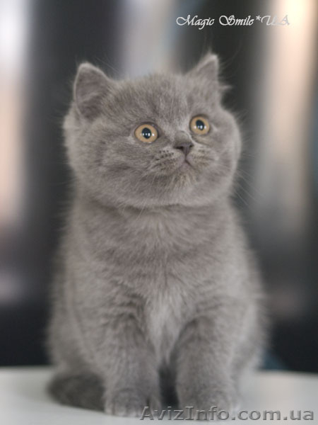 Профессионально выращенные чистокровные британские котята из питомника - <ro>Изображение</ro><ru>Изображение</ru> #3, <ru>Объявление</ru> #1012738