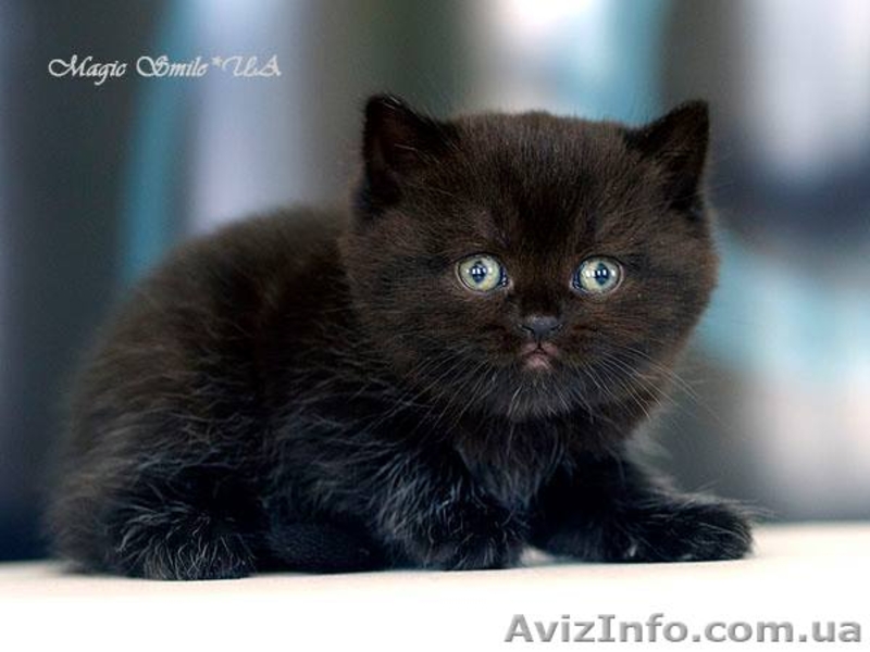Профессионально выращенные чистокровные британские котята из питомника - <ro>Изображение</ro><ru>Изображение</ru> #4, <ru>Объявление</ru> #1012738