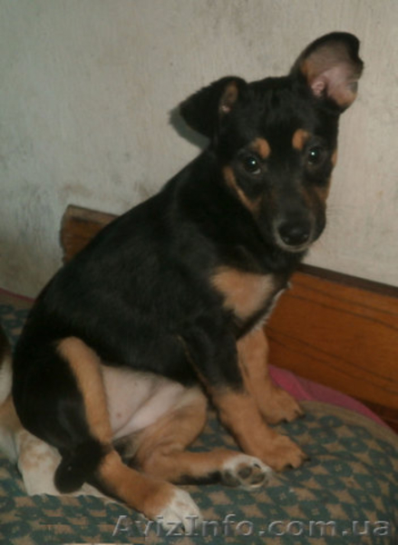 Отдам ЩЕНКОВ 5 месяцев! - <ro>Изображение</ro><ru>Изображение</ru> #3, <ru>Объявление</ru> #1558651