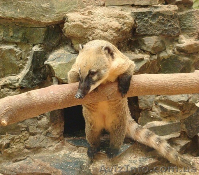 Ңоса, коати купить можно у нас. Продам носуху. - <ro>Изображение</ro><ru>Изображение</ru> #1, <ru>Объявление</ru> #1560604