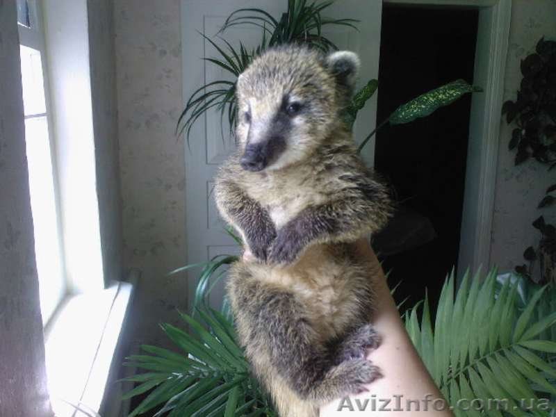 Ңоса, коати купить можно у нас. Продам носуху. - <ro>Изображение</ro><ru>Изображение</ru> #2, <ru>Объявление</ru> #1560604