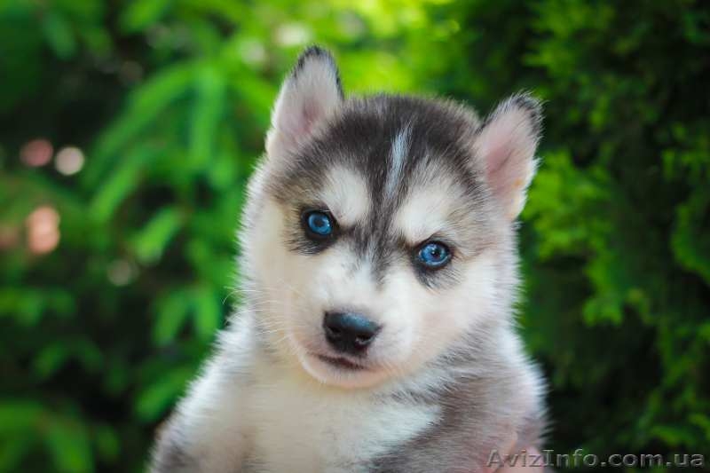 Продам хасят.  Проглистованы и привыты  - <ro>Изображение</ro><ru>Изображение</ru> #3, <ru>Объявление</ru> #1565389