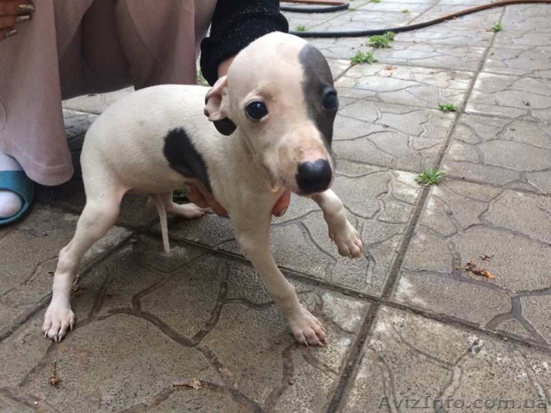 Щенки уиппета с документами. - <ro>Изображение</ro><ru>Изображение</ru> #3, <ru>Объявление</ru> #1566129