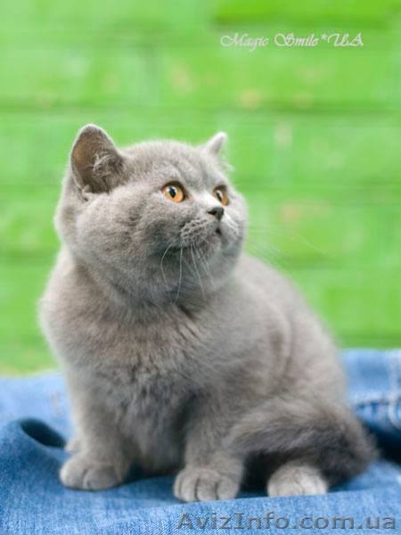 Чистокровный британский мальчик шоу класса - <ro>Изображение</ro><ru>Изображение</ru> #3, <ru>Объявление</ru> #1564465