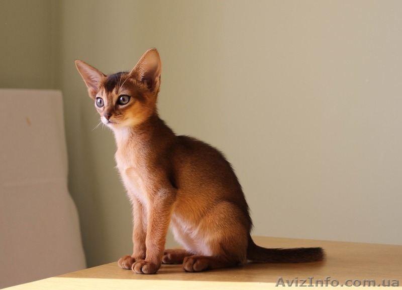 Абиссинские котята всех окрасов - <ro>Изображение</ro><ru>Изображение</ru> #3, <ru>Объявление</ru> #1555149