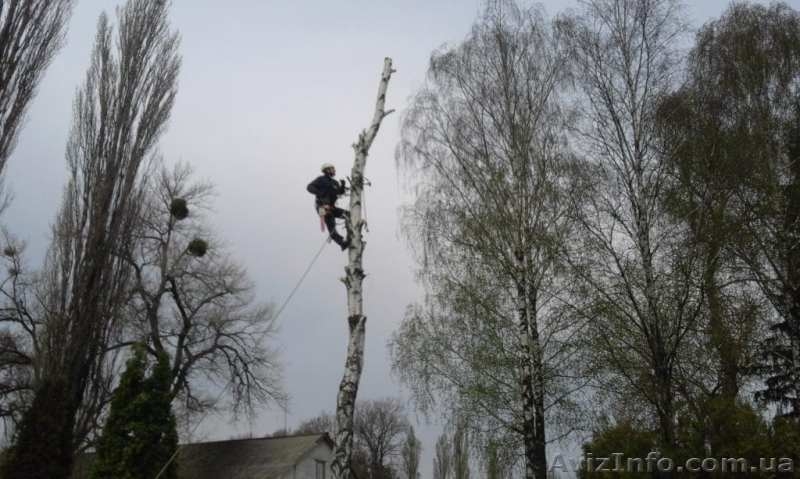 Спиливание деревьев любой сложности, Киев и область - <ro>Изображение</ro><ru>Изображение</ru> #3, <ru>Объявление</ru> #1574006