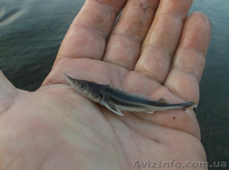 Продажа мальки и зарыбка осетровых. - <ro>Изображение</ro><ru>Изображение</ru> #1, <ru>Объявление</ru> #1575442