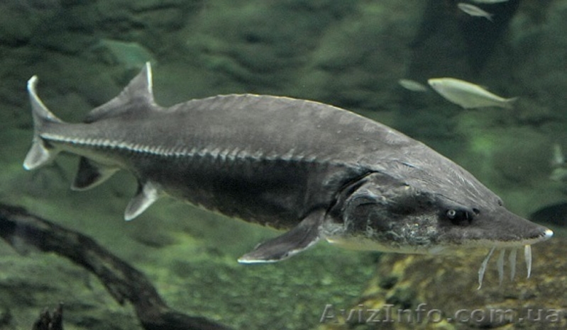 Продажа мальки и зарыбка осетровых. - <ro>Изображение</ro><ru>Изображение</ru> #3, <ru>Объявление</ru> #1575442