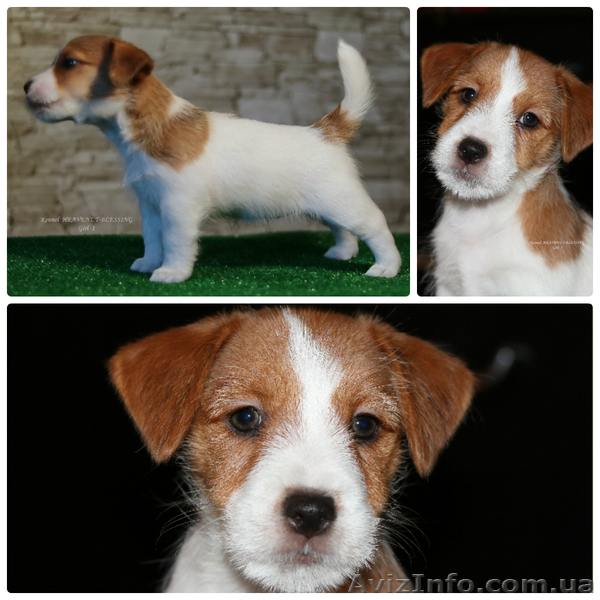 Щенки джек рассел терьера от чемпионов, есть Видео! - <ro>Изображение</ro><ru>Изображение</ru> #6, <ru>Объявление</ru> #1517930