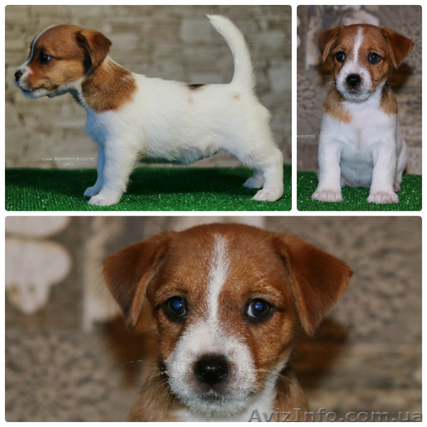 Щенки джек рассел терьера от чемпионов, есть Видео! - <ro>Изображение</ro><ru>Изображение</ru> #4, <ru>Объявление</ru> #1517930