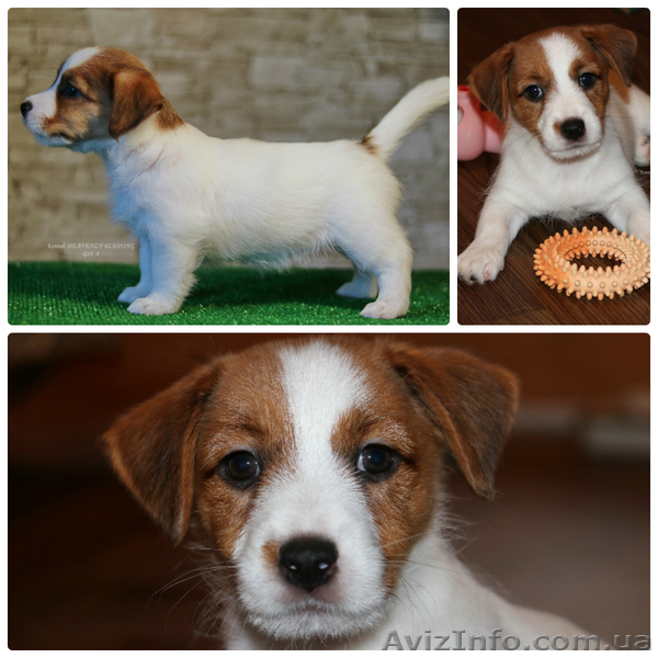 Щенки джек рассел терьера от чемпионов, есть Видео! - <ro>Изображение</ro><ru>Изображение</ru> #8, <ru>Объявление</ru> #1517930