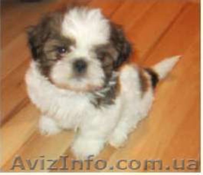 Клубные щенки ши-тцу. - <ro>Изображение</ro><ru>Изображение</ru> #3, <ru>Объявление</ru> #1572141